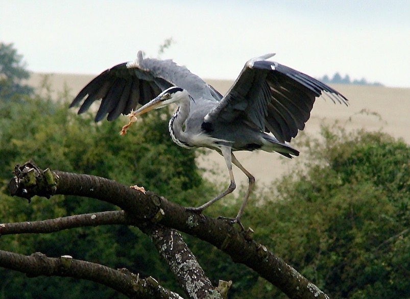 grey heron